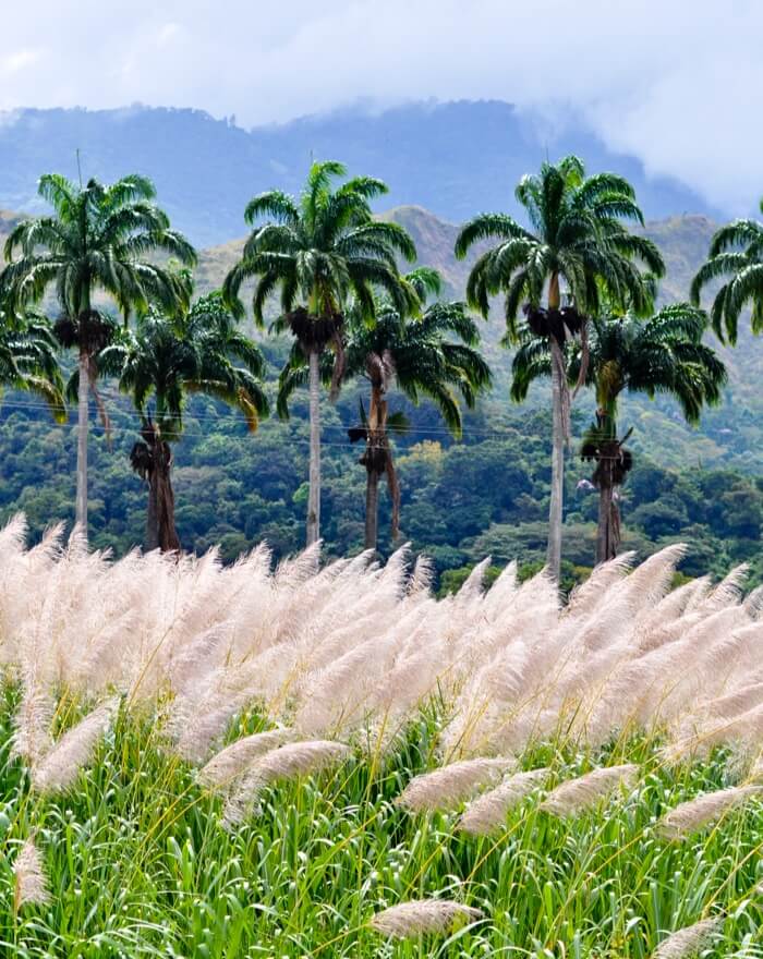 la canne à sucre